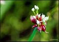 Allium cepa Proliferum